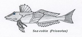 Sea Robin picture