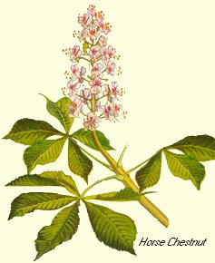 Chestnut Flower