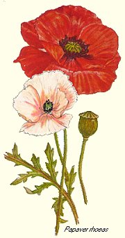 Poppy picture