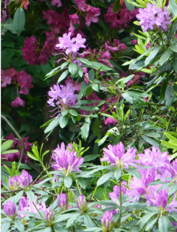 Rhodedendrons