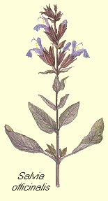 Salvia flower picture&