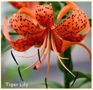 https://www.ehow.com/about_5426893_tiger-lilies.html